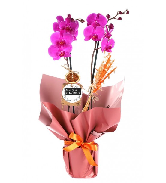 Pink Orchid